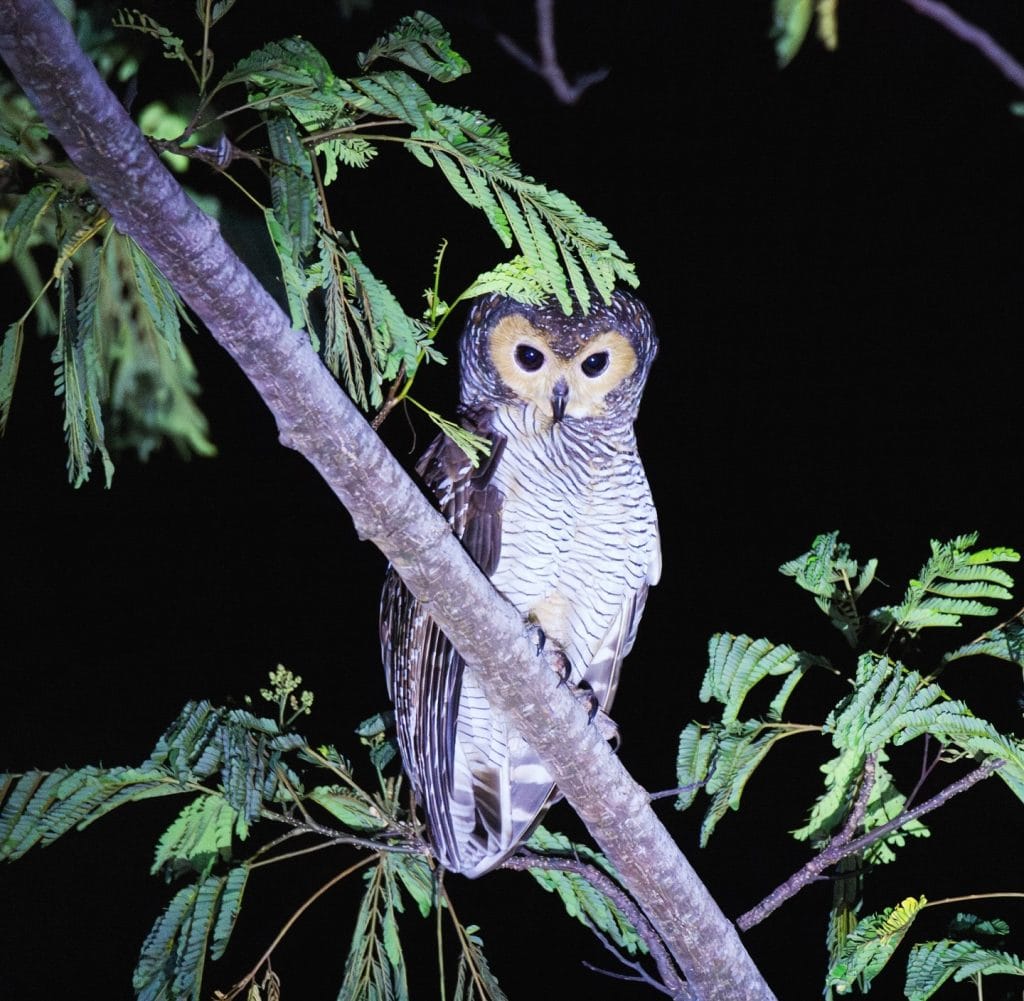 spotted wood owl, owls