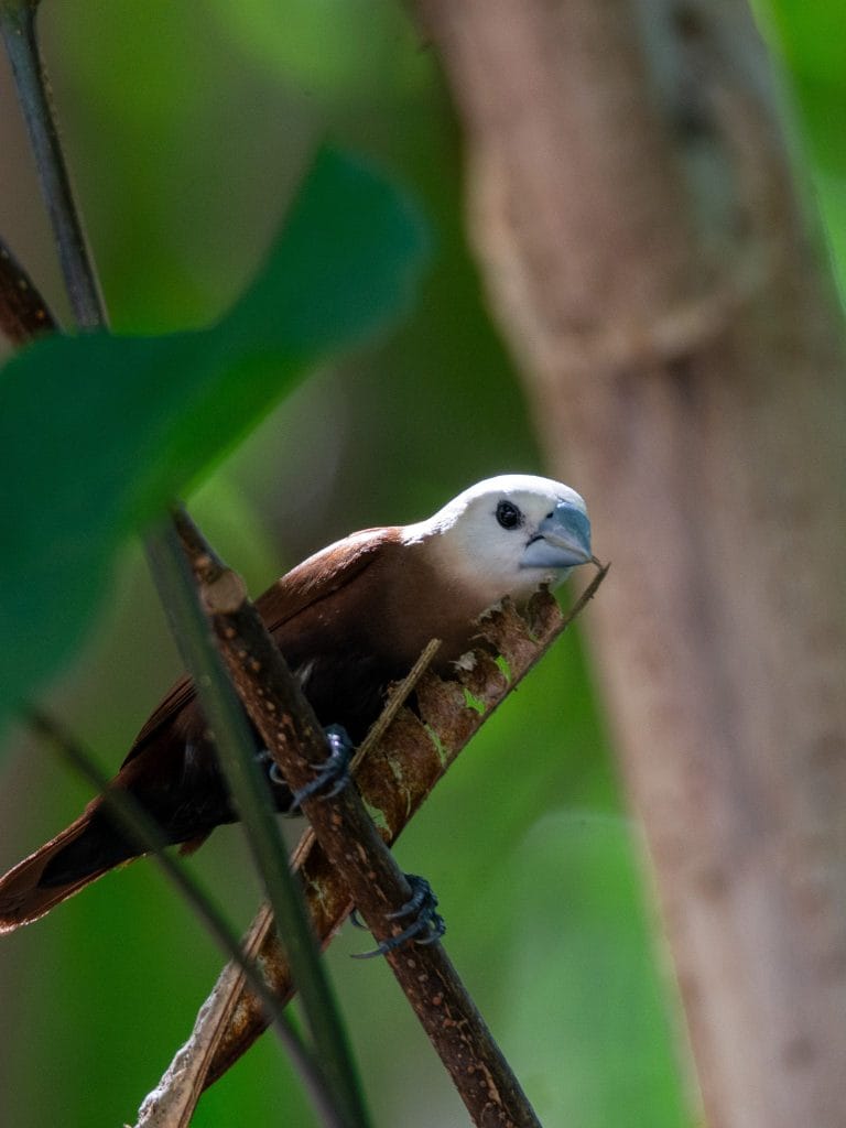 pale headed munia serangan island