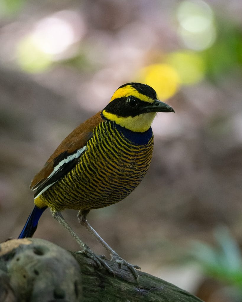 javan banded pitta in west bali