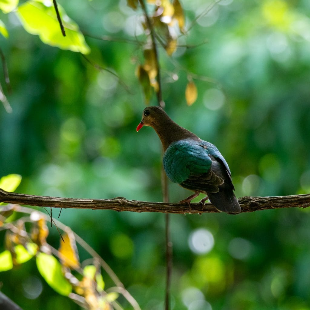 emerald dove in west bali