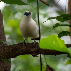 Rushed Bird-Watching in Bali: A Unique Experience