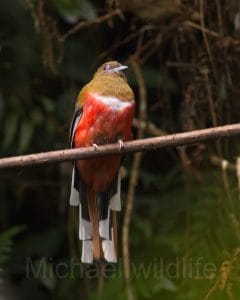 Birding Adventure in Malaysia: A 6-Day Journey